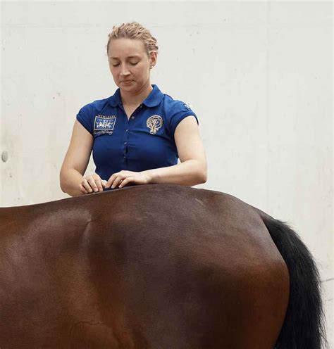 Mobile Tierphysiotherapie und Tierakupunktur für Pferd und Hund