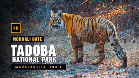 Moharli Gate - Tadoba Tiger Reserve