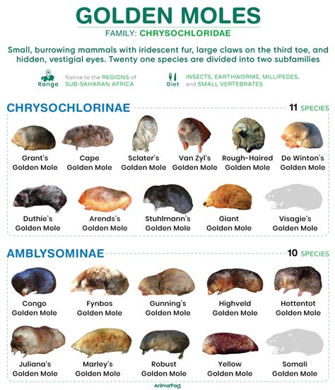 Mole Animal Size Chart