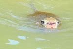 Monkey Drown in Water