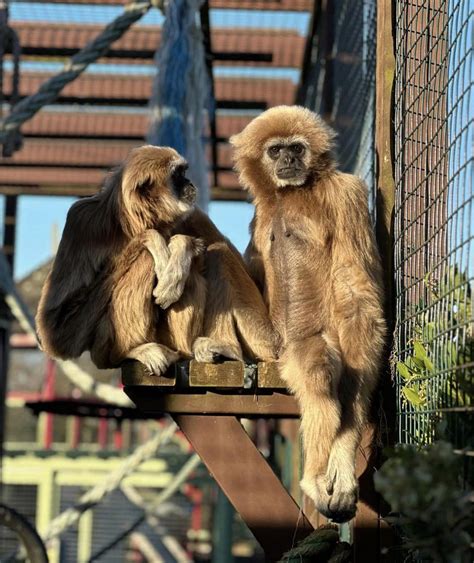 Monkey Haven - Primate Rescue Centre