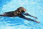 Monkey Swim