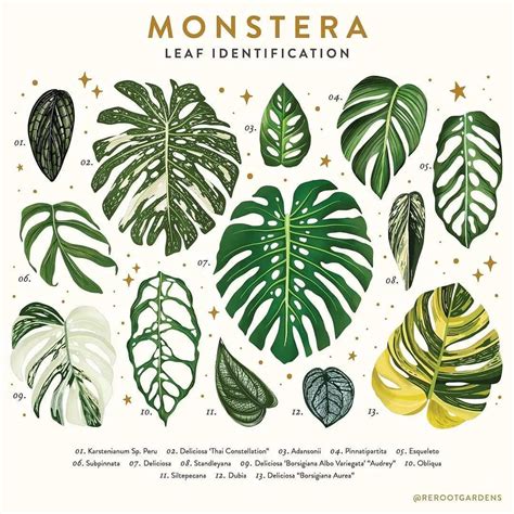 Monstera Types Chart