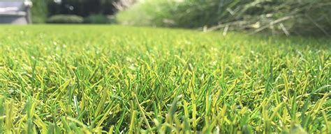 Moray Artificial Grass