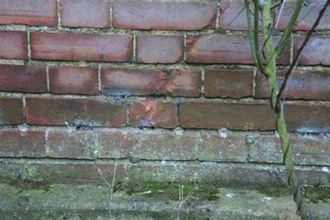Moss Damp Proofing