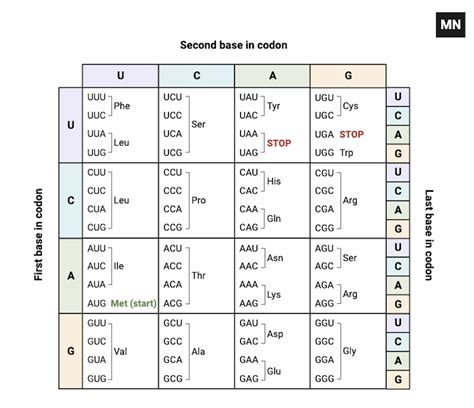 Mrna To Amino Acid Chart