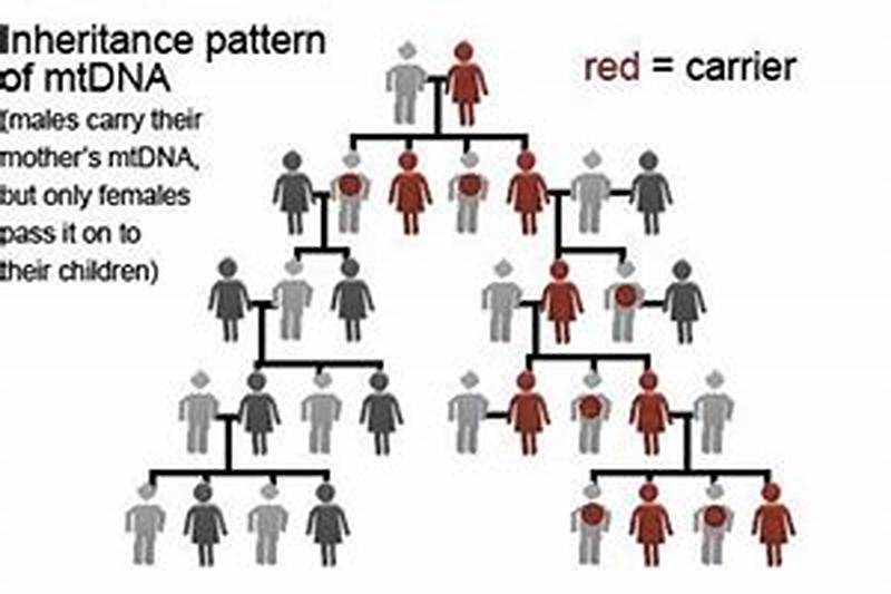 Mtdna Inheritance Pattern