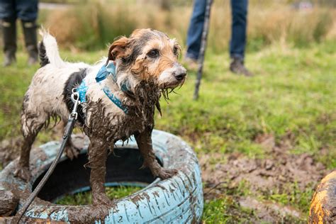 Muddy Pups Dog Walking & Pet Sitting