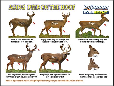 Mule Deer Aging Chart