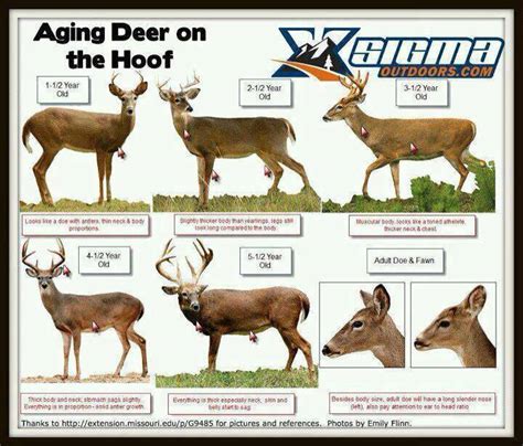 Mule Deer Size Chart