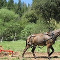 Mules pulling plow on Farm