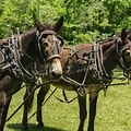 Mules pulling wagon on Farm