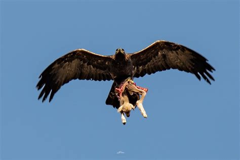 Multiscoot à L'Aigle