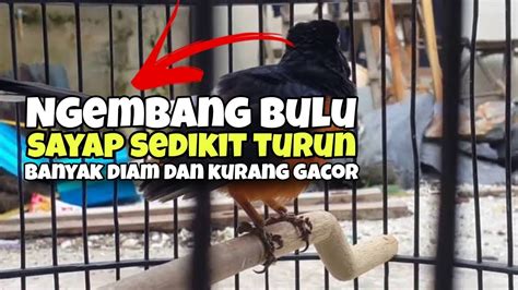 Murai Batu Turun Sayap