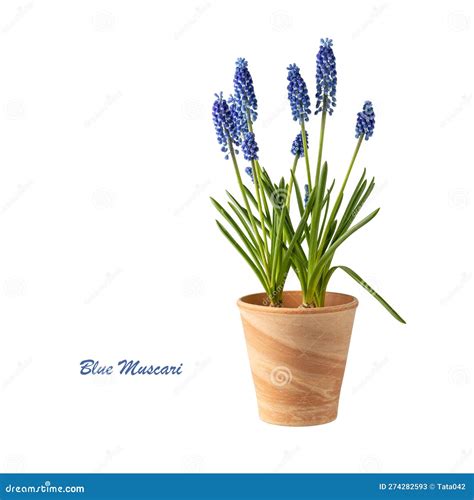 Muscari_request A Free Spring 2013 Catalog_sitelink