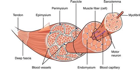 Muscle Fascicle