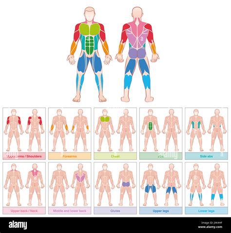 Muscle Size Chart