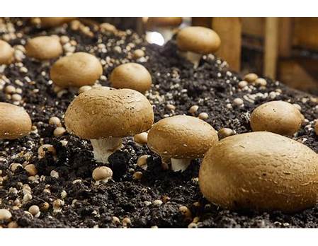 Mushroom Growing Tutorial