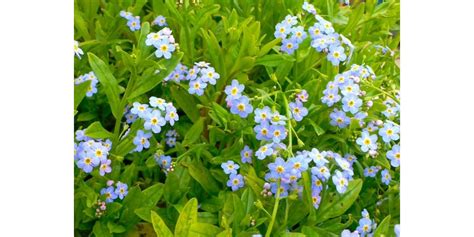 Myosotis à Conques-en-Rouergue