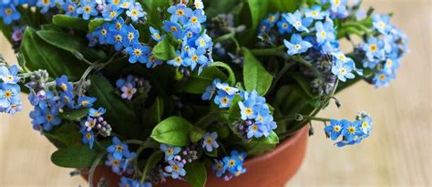 Myosotis Modena