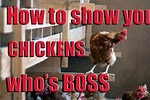 Myusernamesthis Chicken Boss