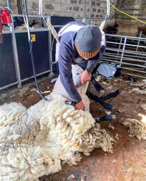 NFP Sheep Shearing