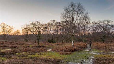 National Trust - New Forest Northern Commons