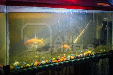 Natural Fish aquarium