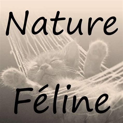 Nature Féline - Pension pour chats et visites à domicile à Tourville-la-Rivière
