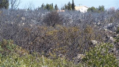 Negrier Vincent à Bouzigues