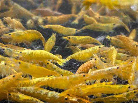 Neocaridina Shrimp Water Parameters Chart