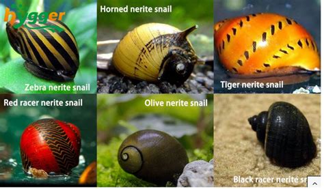Nerite Snail