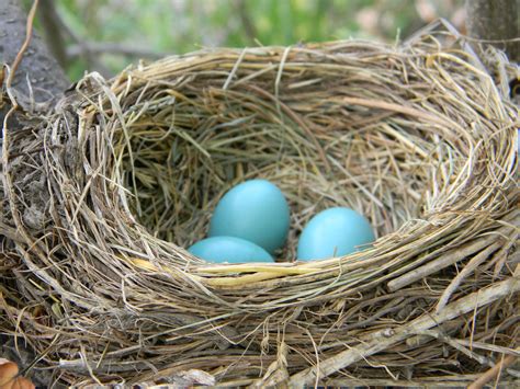 Nest & Nurture - Bump, Birth & Beyond