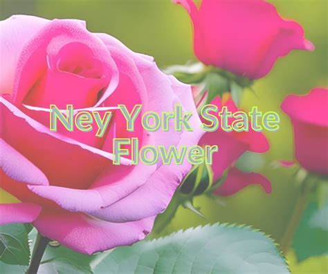 New-York-State-Flower
