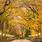 New-York-State-Flower