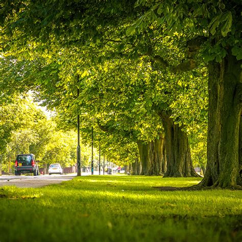 Nick Baxter Tree Management - Arboricultural Consultancy