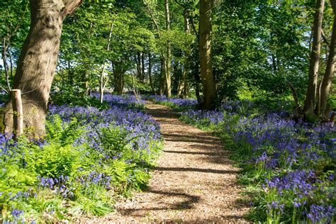 Norfolk Bluebell Wood Burial Park