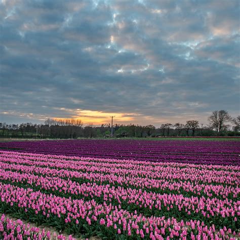 Norfolk Tulip Garden