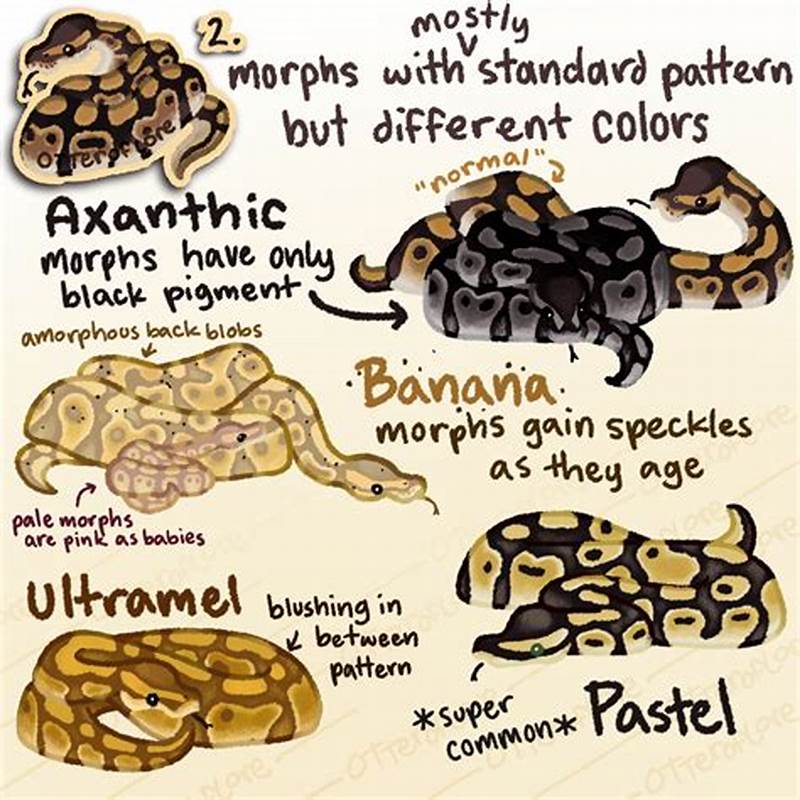 Normal Ball Python Morphs Chart