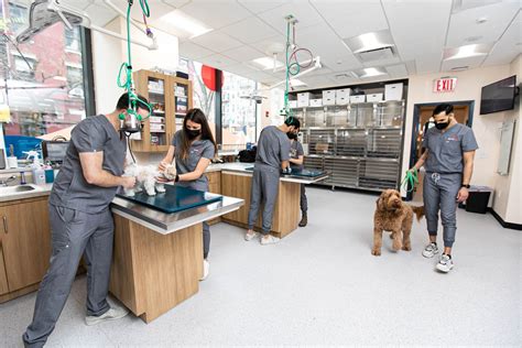 North London Veterinary Clinic - Animal Hospital - Surgery - Pet Passport -24 Hour Emergency Vet