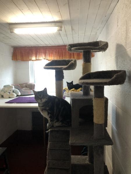 North View Cats Hotel