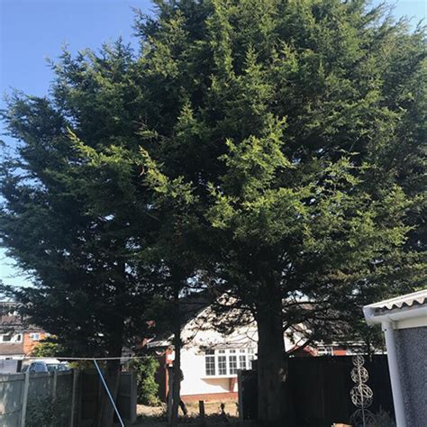 North Wales Tree Solutions