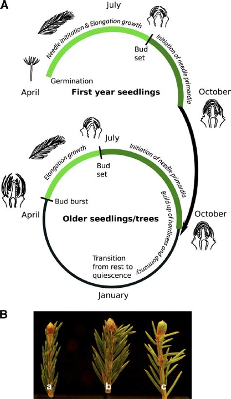 Norway Spruce Growth Chart