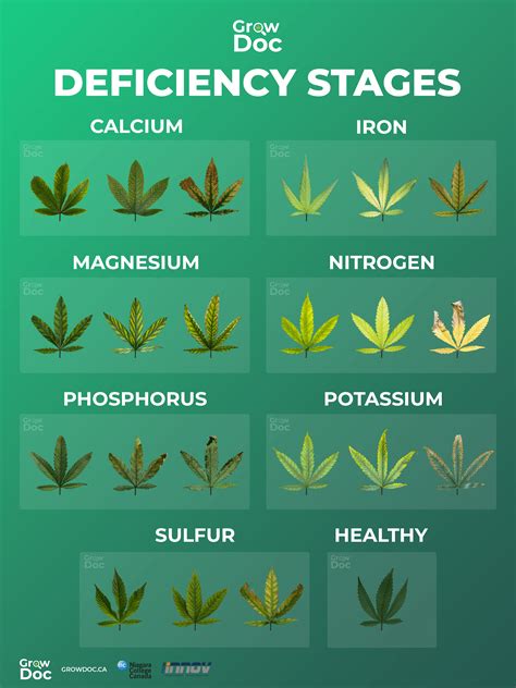 Nutrient Deficiency Chart Weed