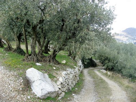 OLIVERAIE AOC à Carry-le-Rouet