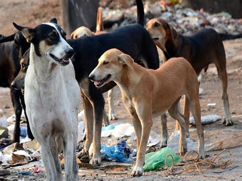 OONA CHAWLA DOG CARE FOSTER