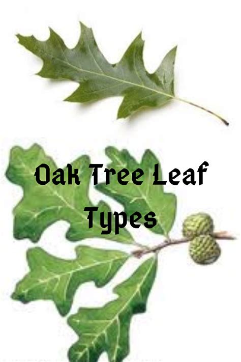 Oak Tree Leaf Chart