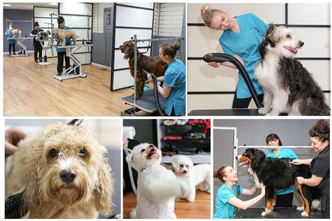Oces Holistic Dog Grooming & Self Service