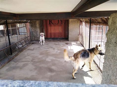 Odi's Dog Hostel and Training Center