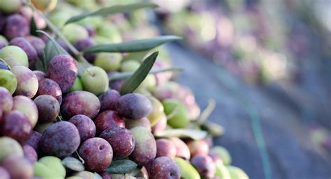 Oleatech à Saint-Rémy-de-Provence